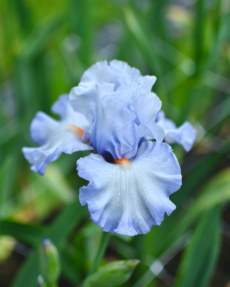 Elegant Irises