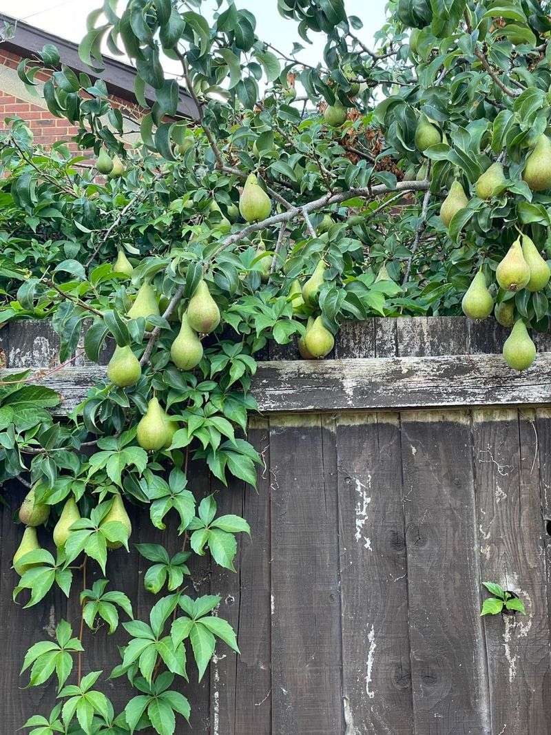 Fruit Trees Near Property Lines