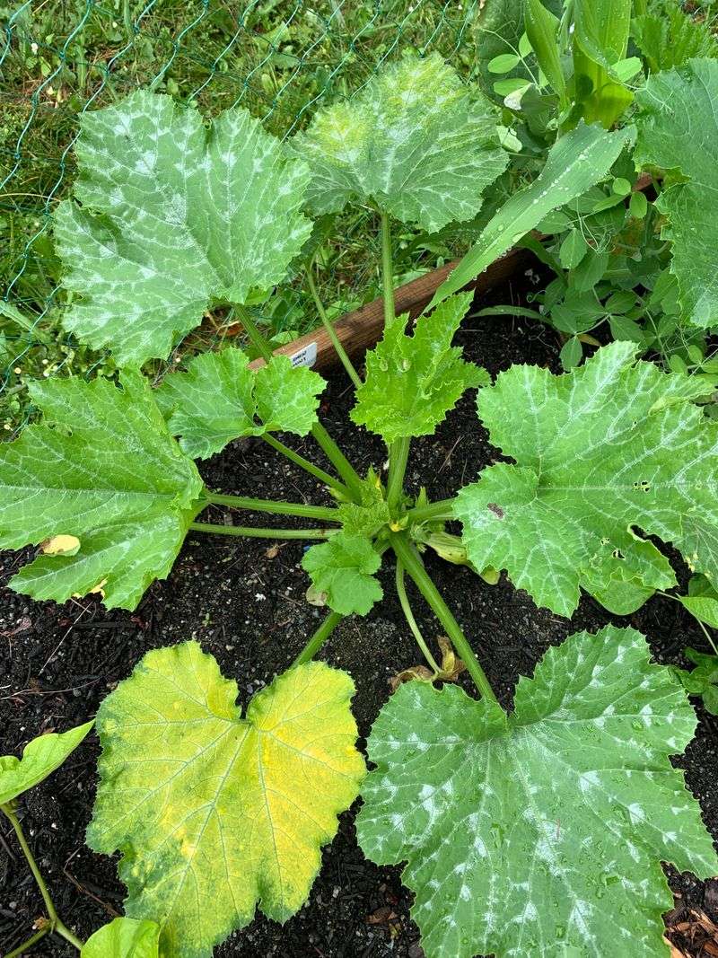 Downy Mildew Infection