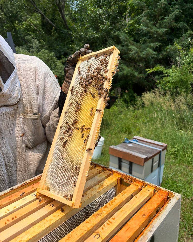 Local Honey Production Starts In Your Backyard
