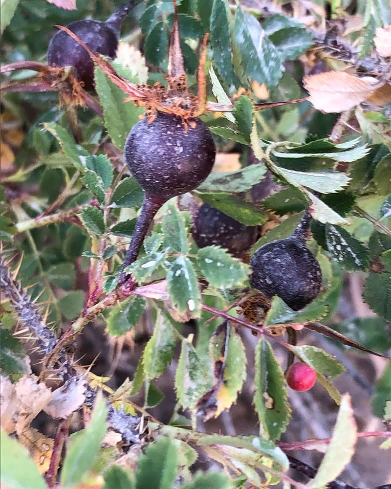 Scotch Rose (Rosa spinosissima)