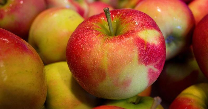 Apples Face Sunburn Issues