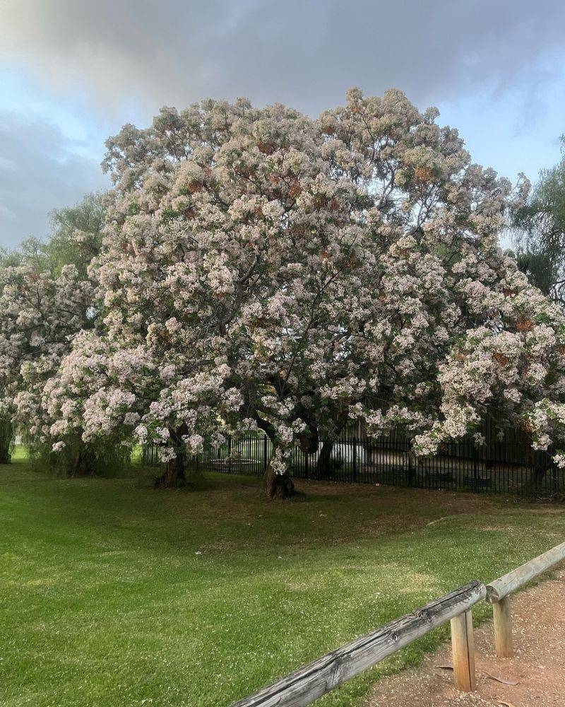 Chinaberry