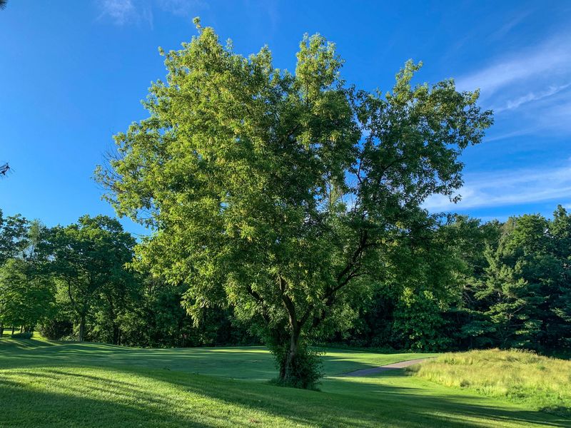 Boxelder