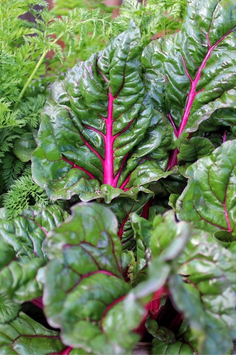 Swiss Chard