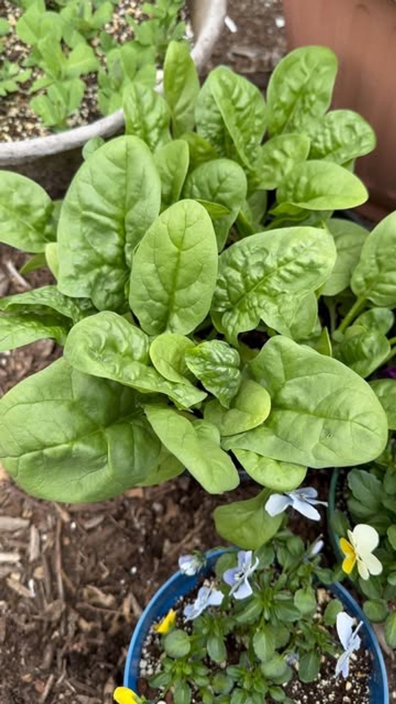 Spinach