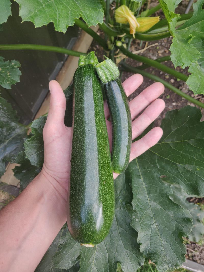 Zucchini