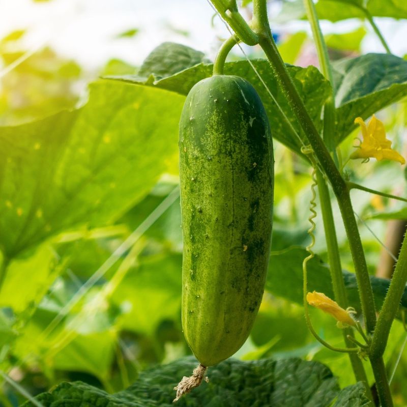Bush Cucumbers