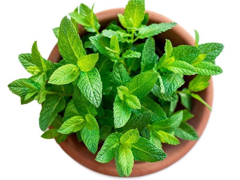 Mint