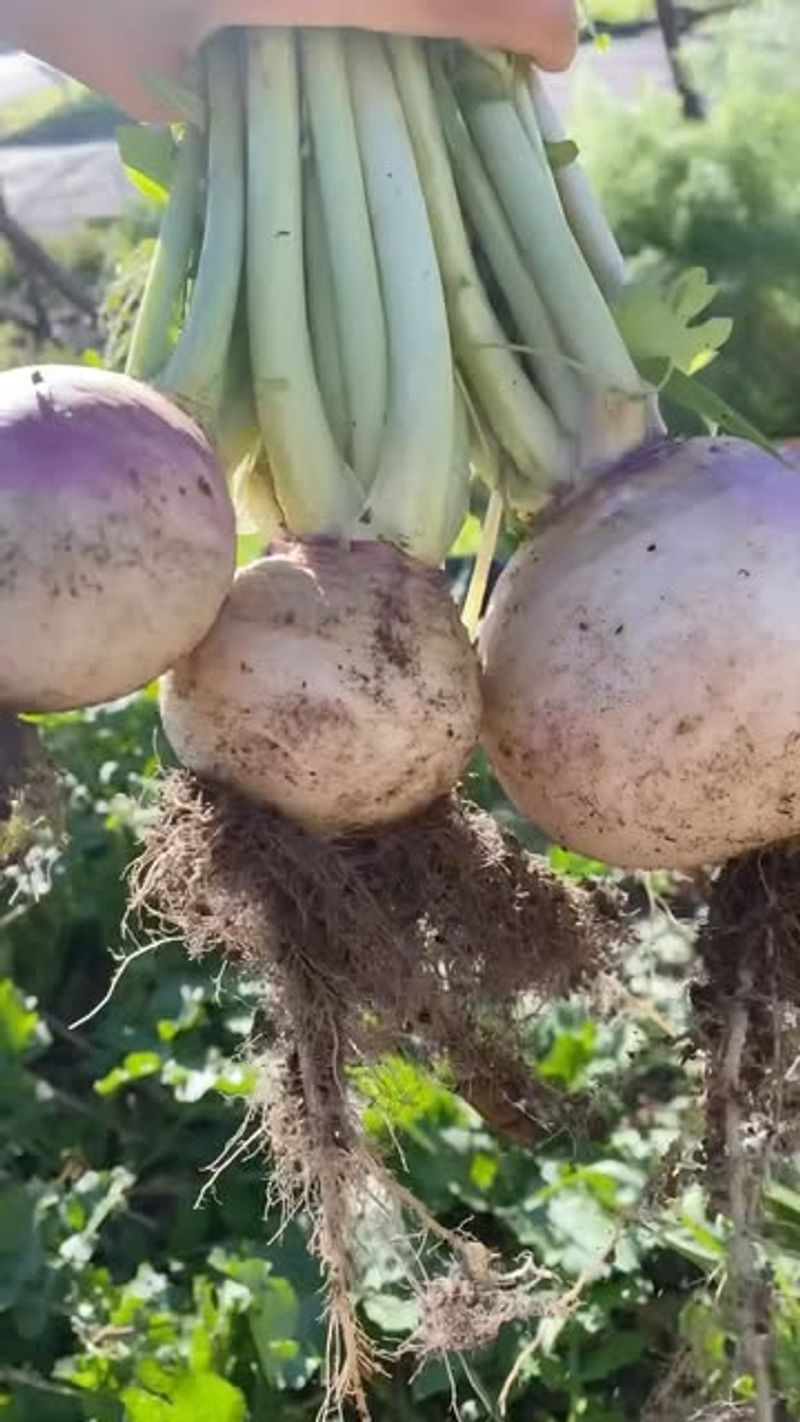 Turnips