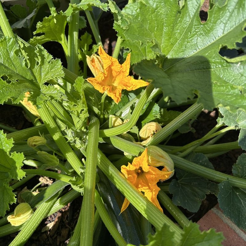 Zucchini: The Overachiever