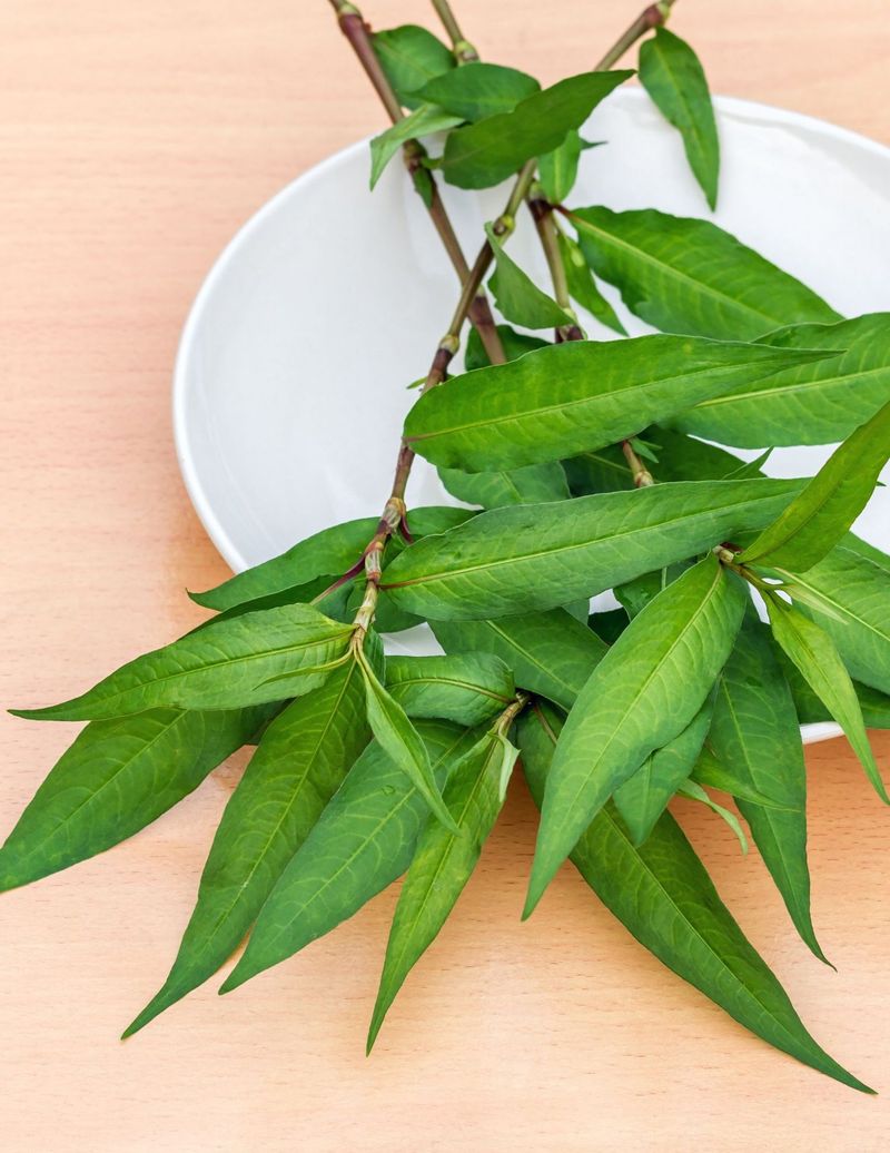 Vietnamese Coriander: The Heat-Loving Alternative