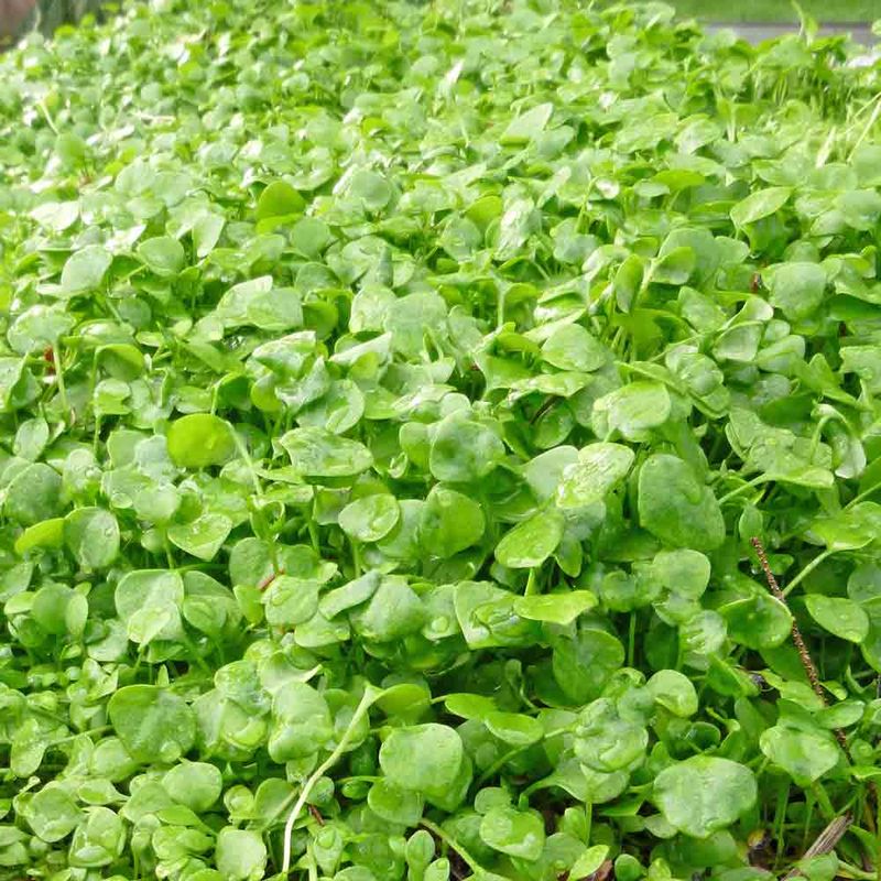 Miner's Lettuce (Claytonia perfoliata)