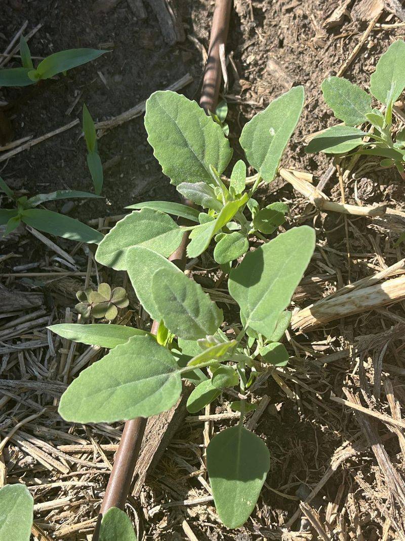 Lamb's Quarters (Chenopodium album)