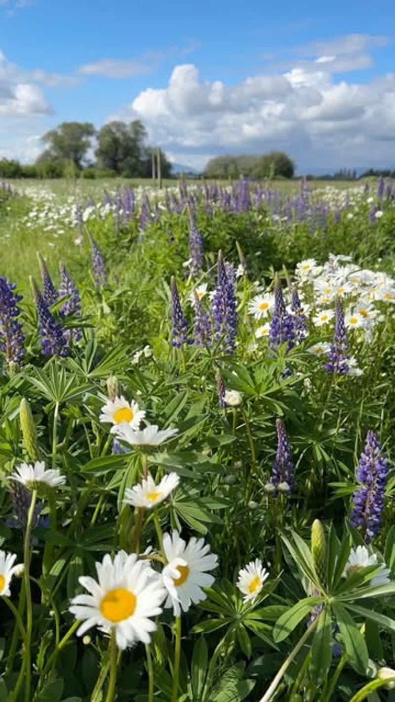 Pollinator Paradise
