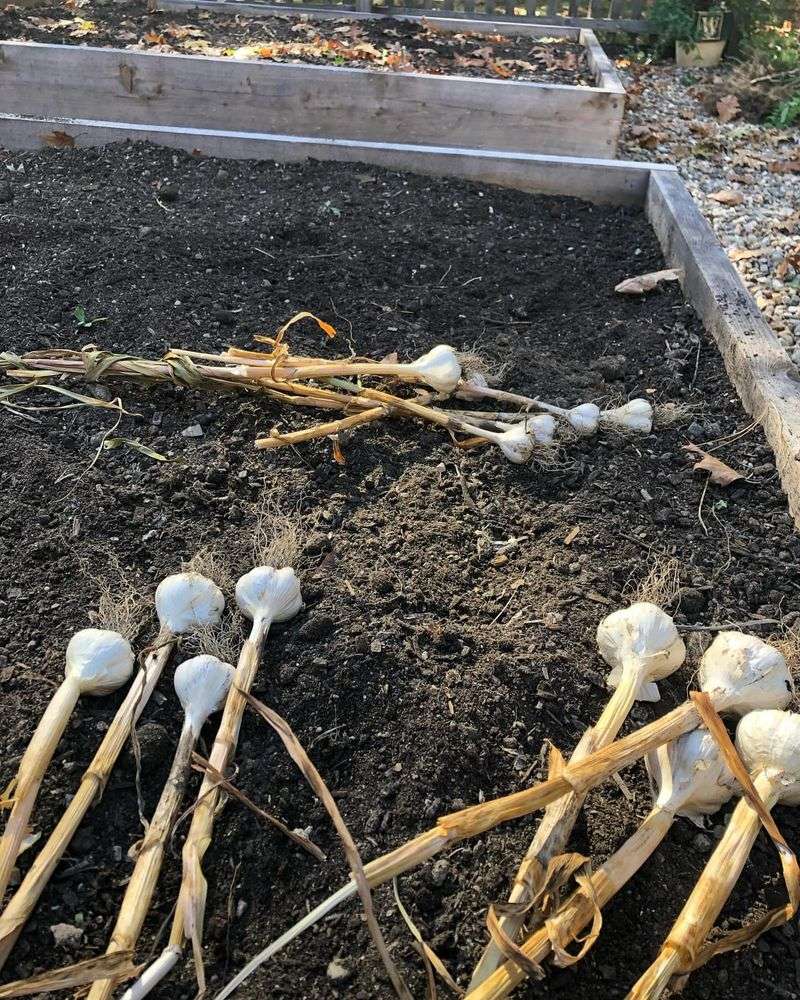Garlic Cloves