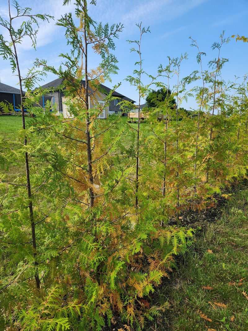 Eastern White Cedar