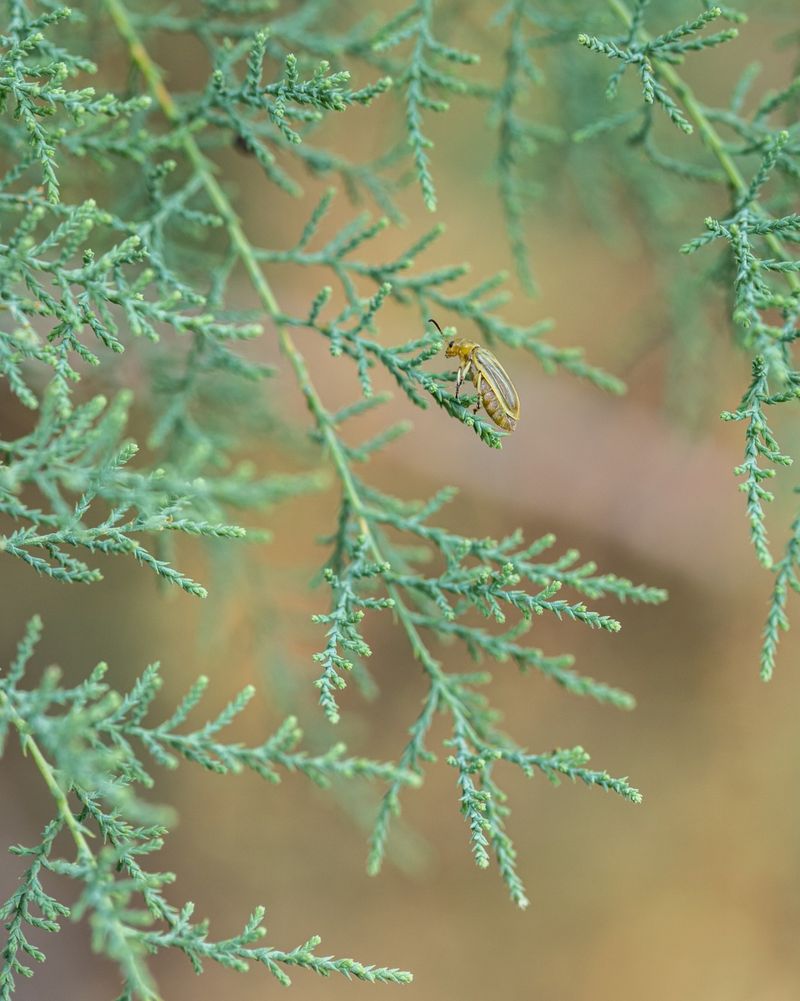 Salt Cedar
