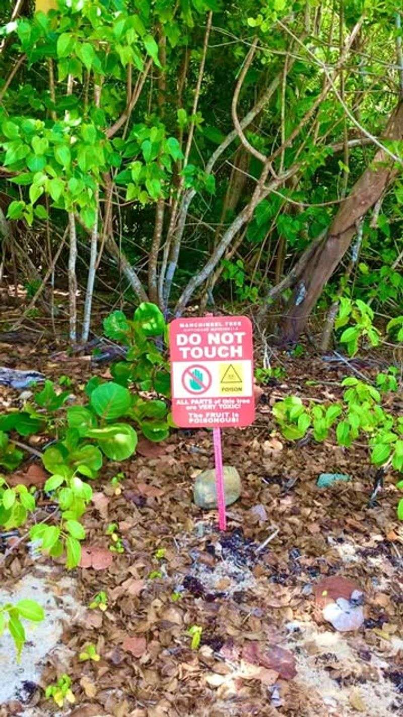 Manchineel