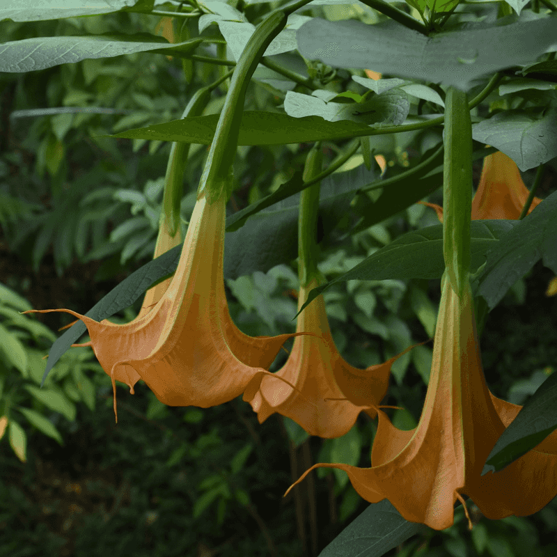 Angel's Trumpet