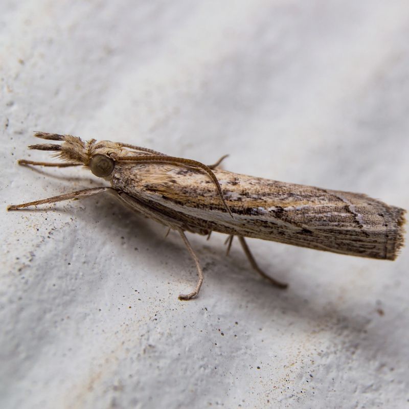 Sod Webworms