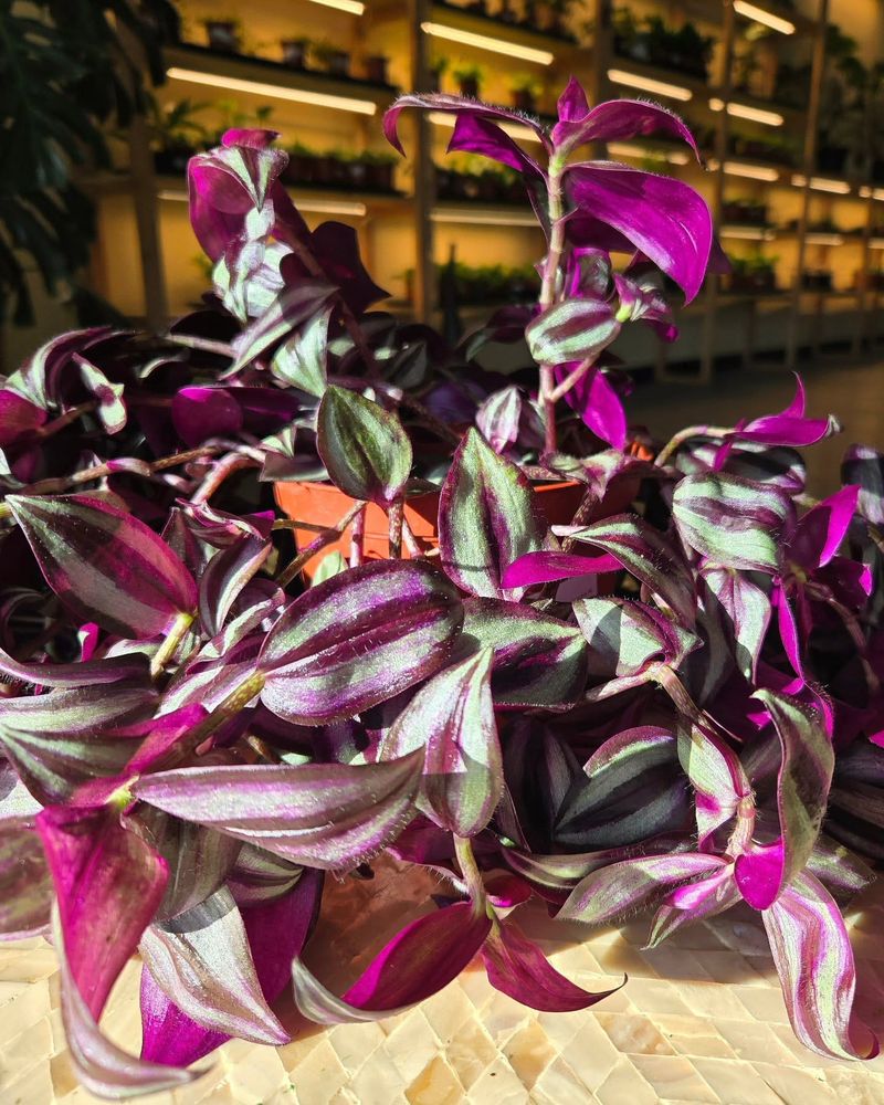 Wandering Jew
