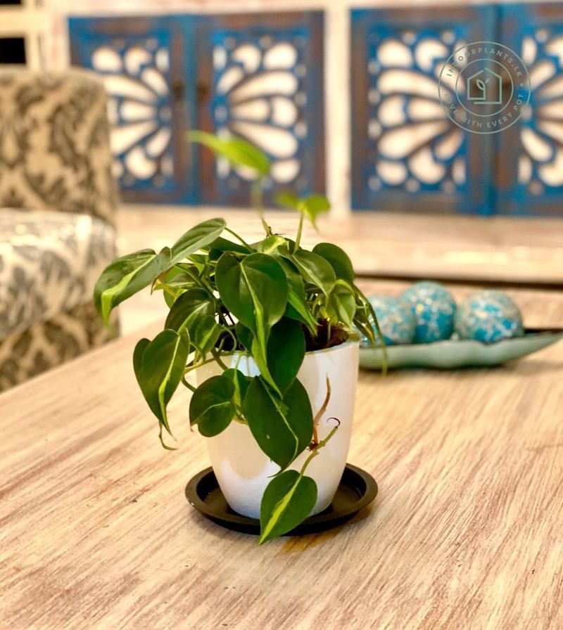 Philodendron