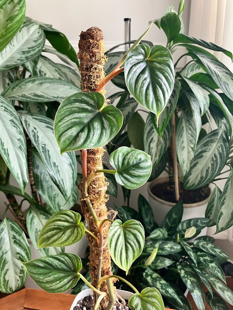 Philodendron