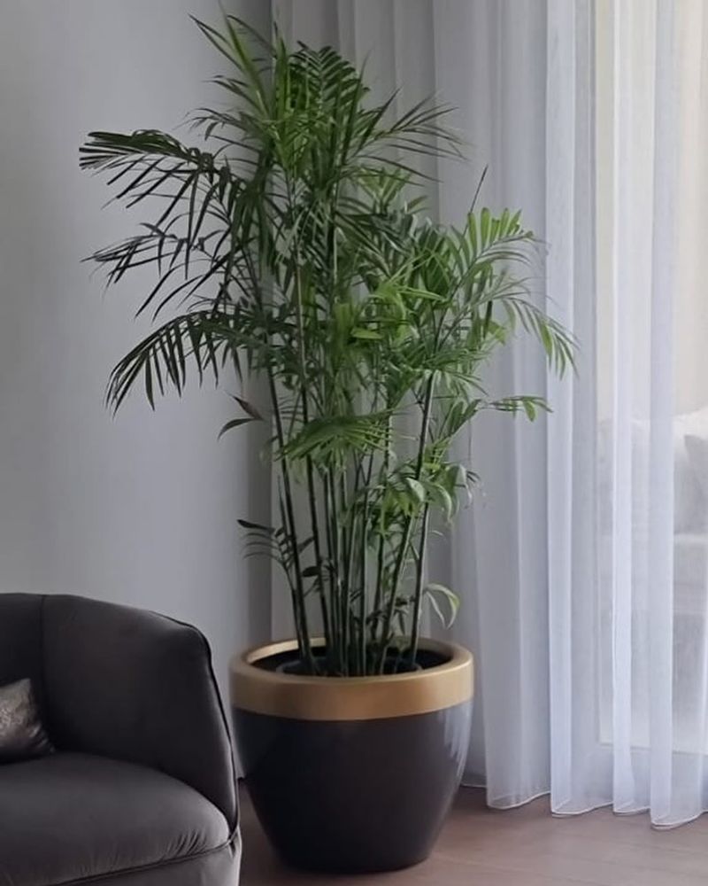 Bamboo Palm