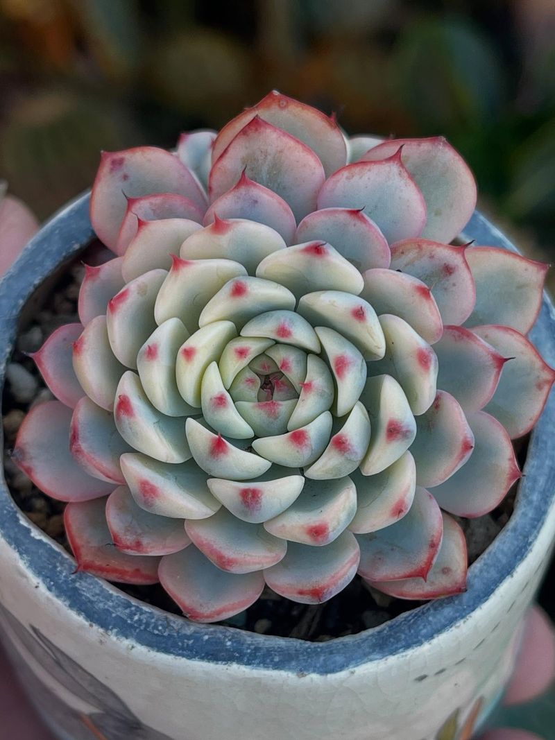 Echeveria