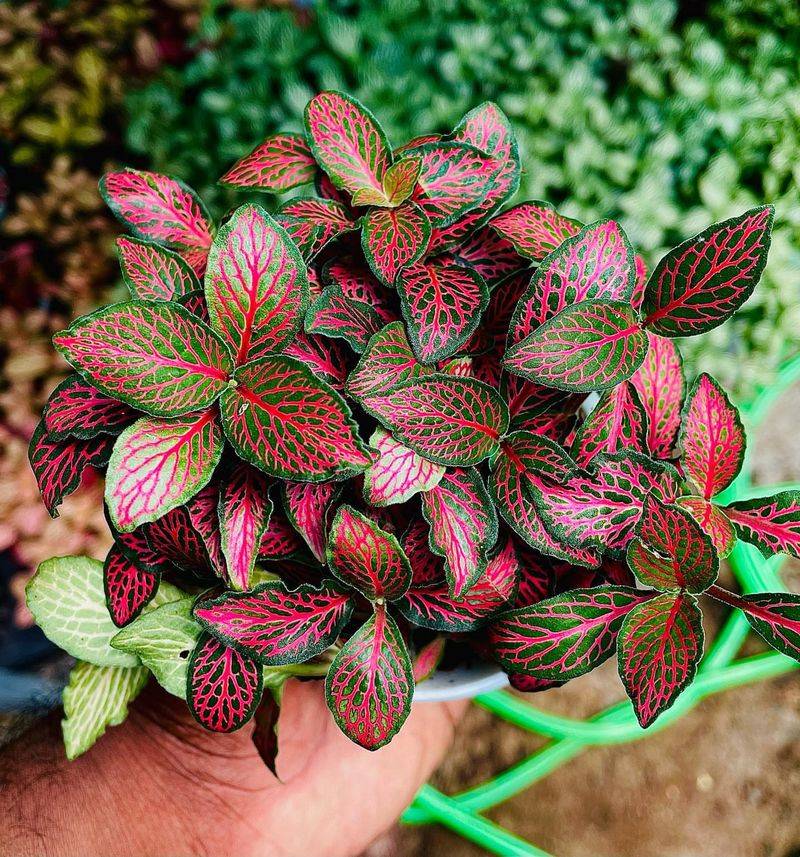 Nerve Plant