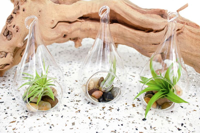 Air Plants