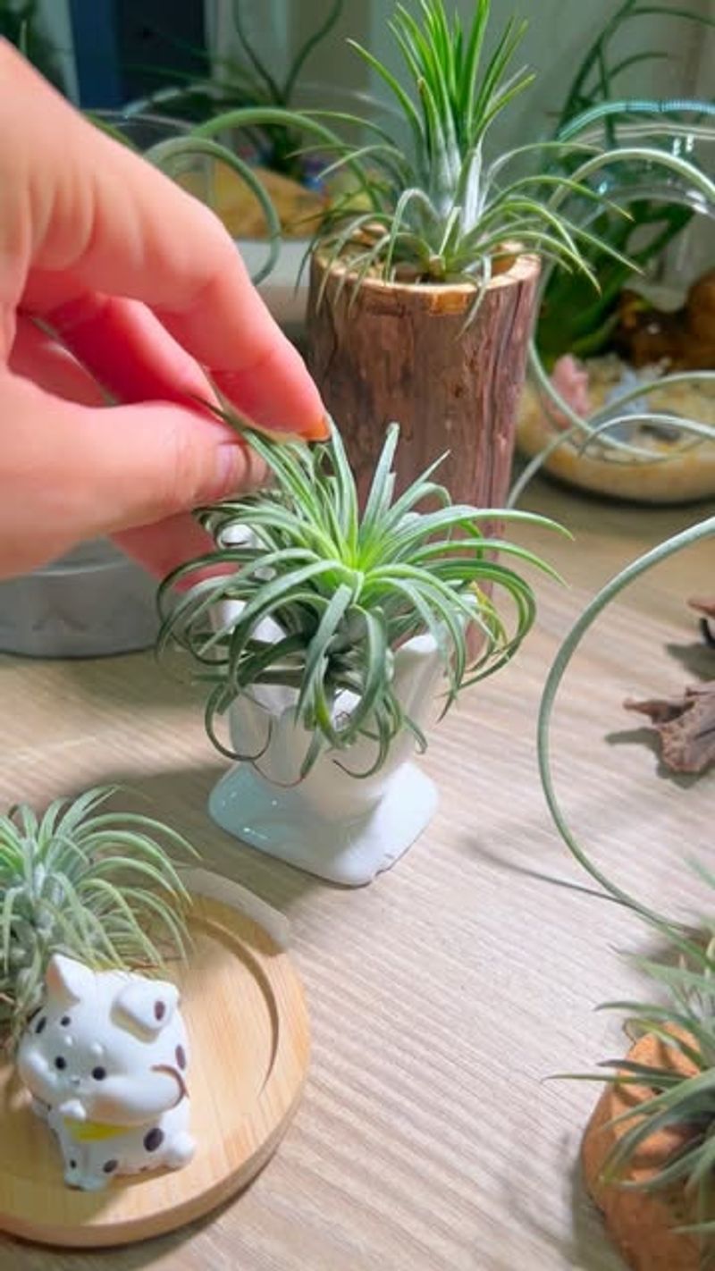 Air Plants: No Soil, No Problem