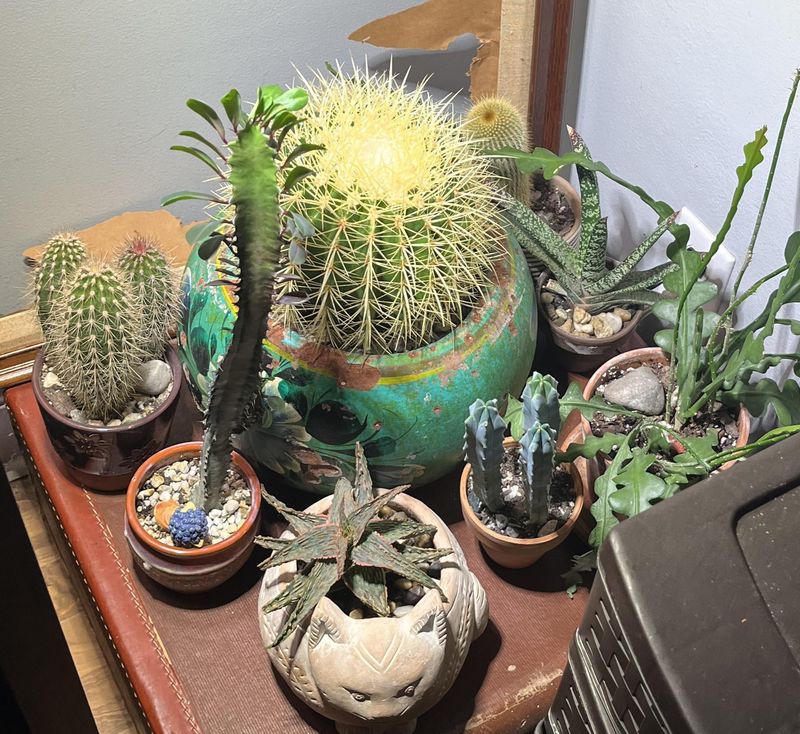 Cactus Varieties