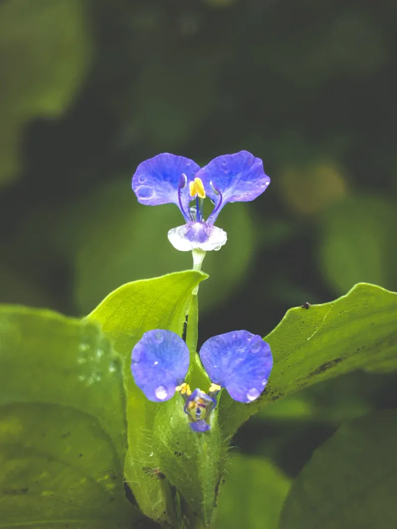 Tropical Spiderwort
