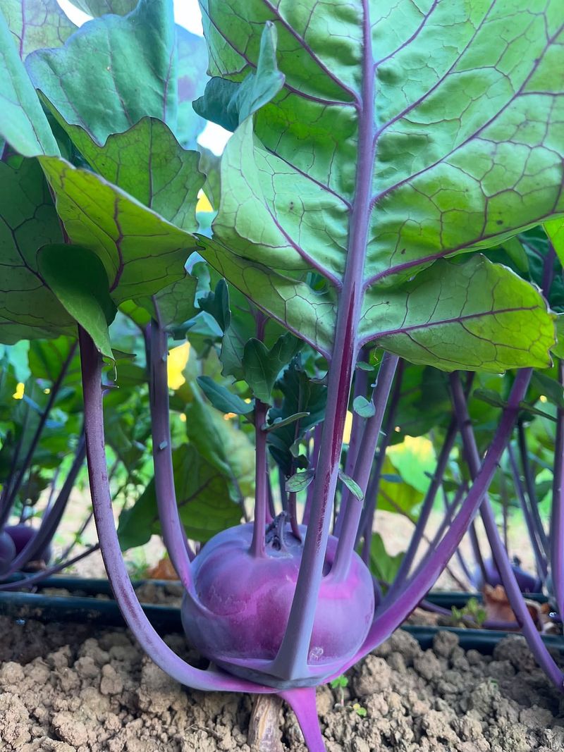 Purple Vienna Kohlrabi