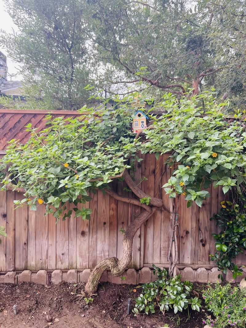 Lantana (Tree Form)