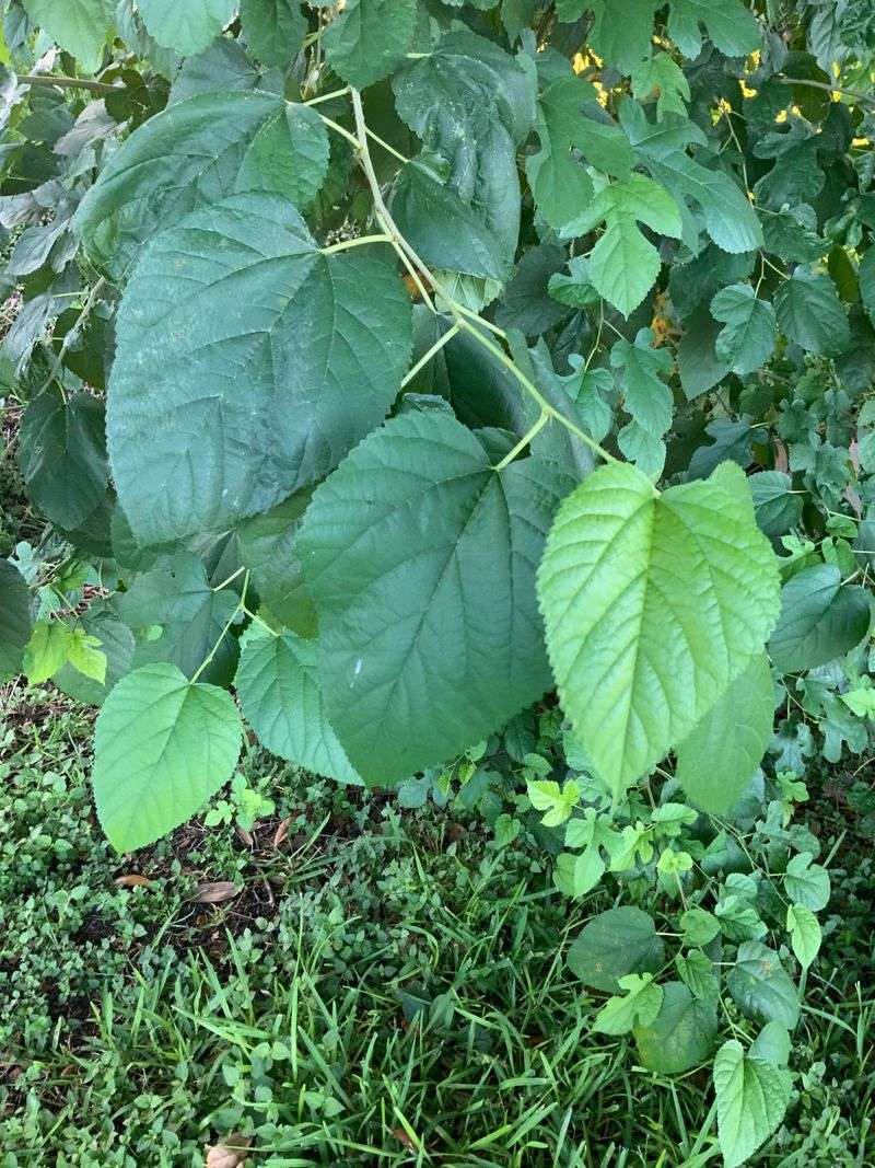 Paper Mulberry