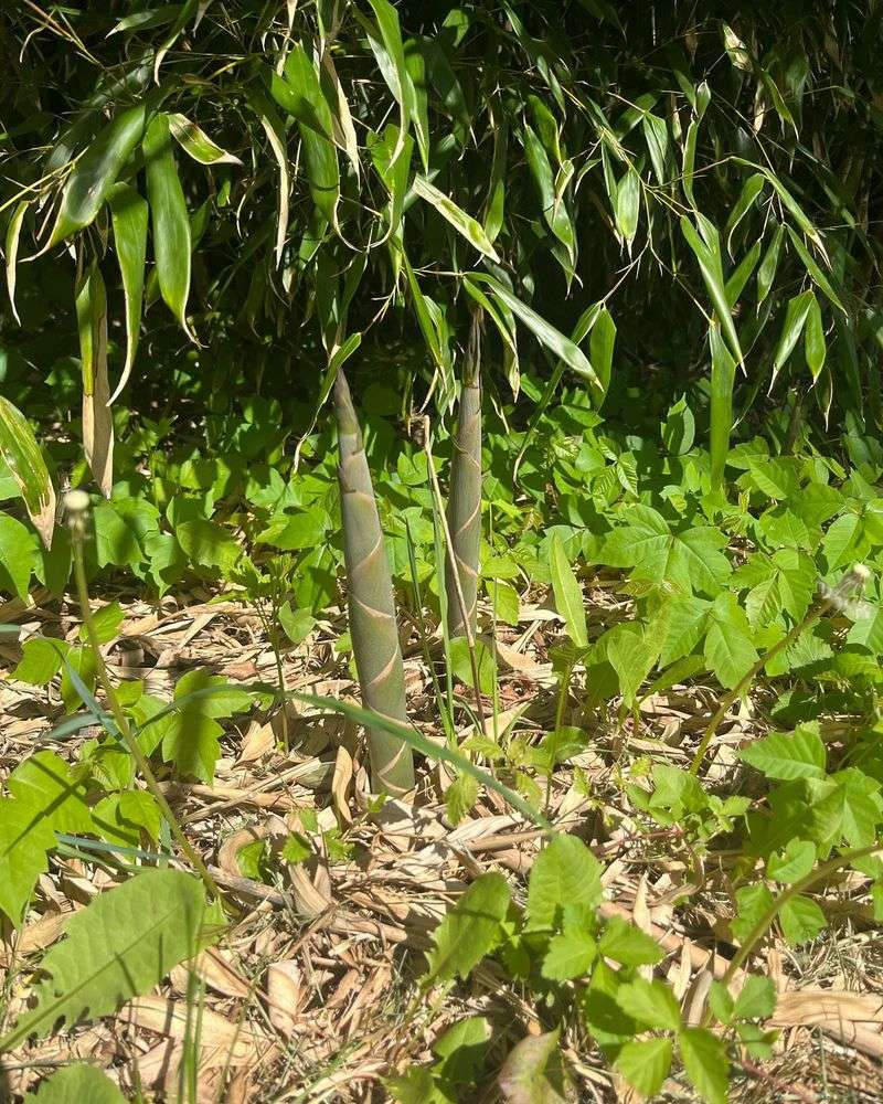 Certain Bamboo Varieties