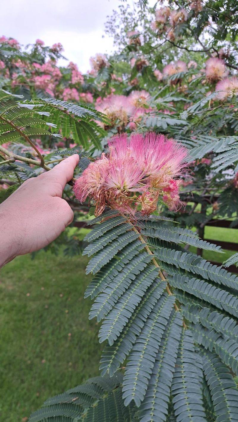 Mimosa Tree