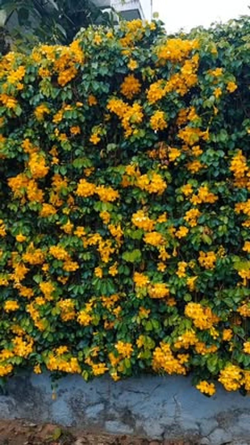 Cat's Claw Vine
