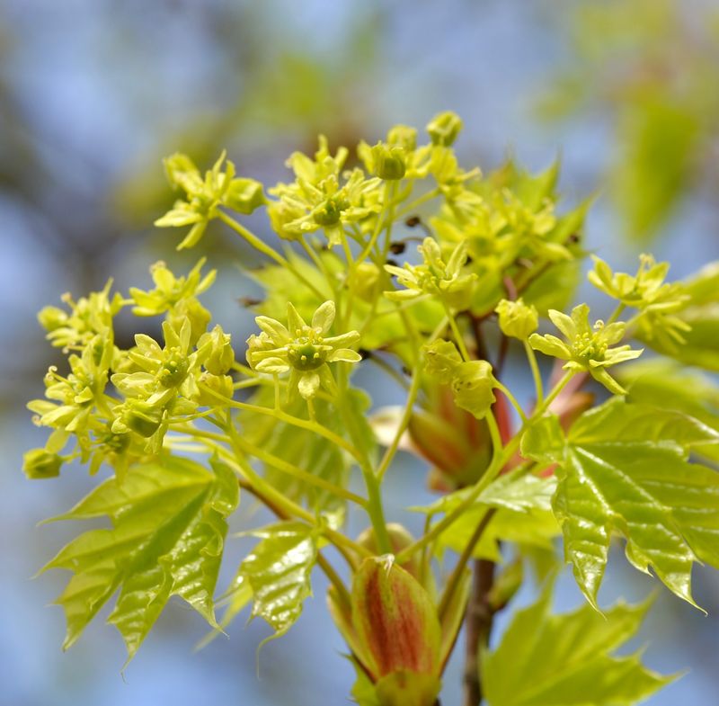 Norway Maple