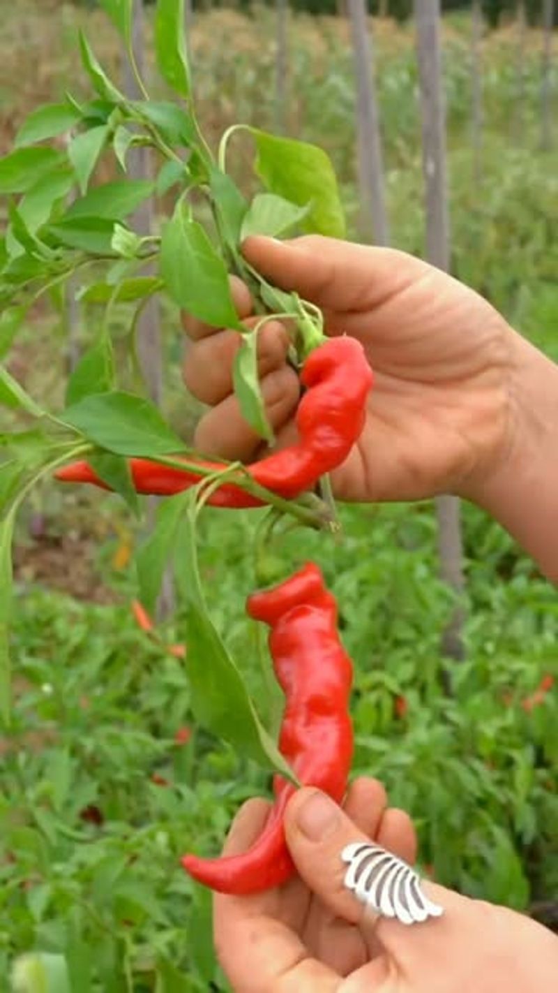 Jimmy Nardello Sweet Peppers