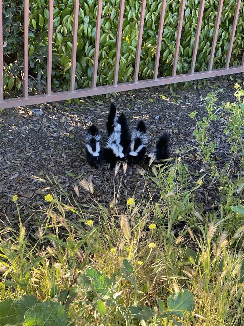 Skunk Eviction Technique