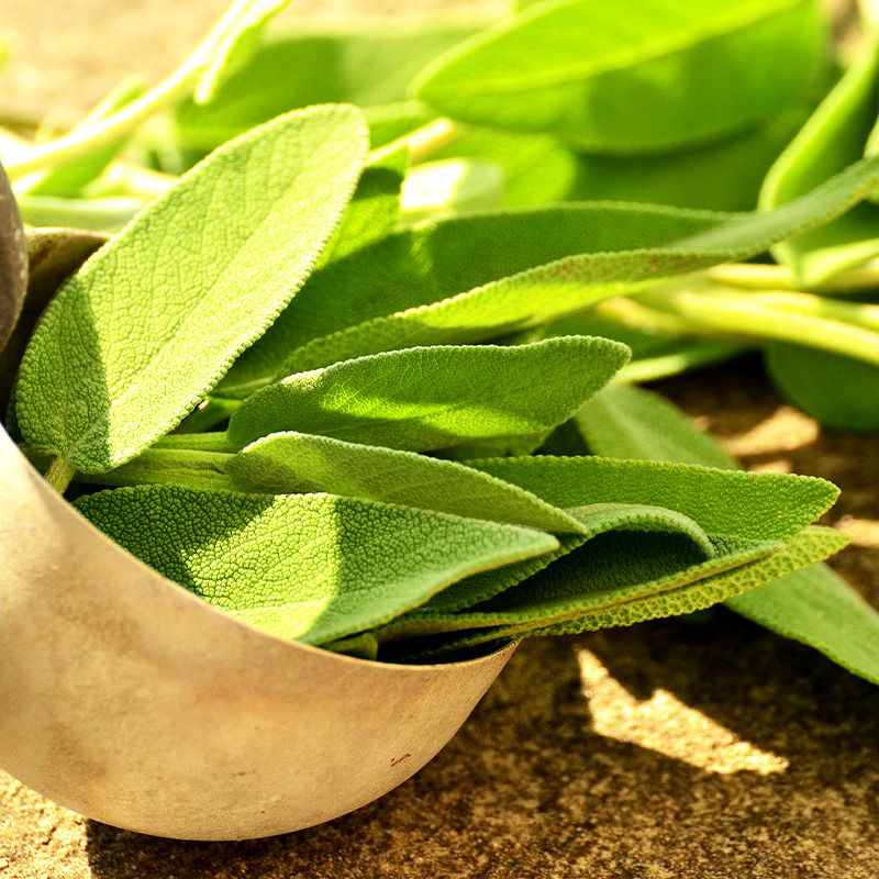 Sage