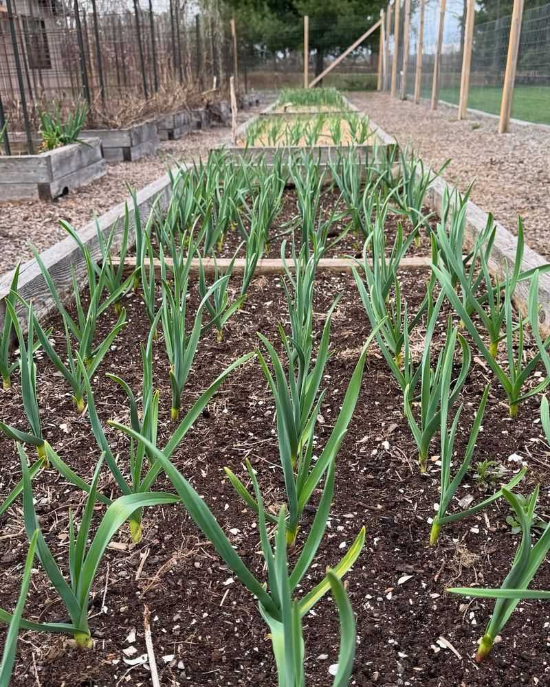 Garlic