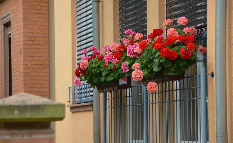 Geraniums
