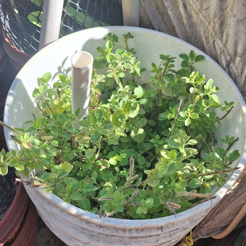Oregano: The Pizza Garden Star