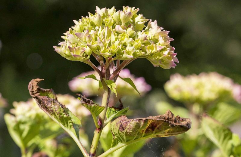 Heat Stress Leaf Scorch
