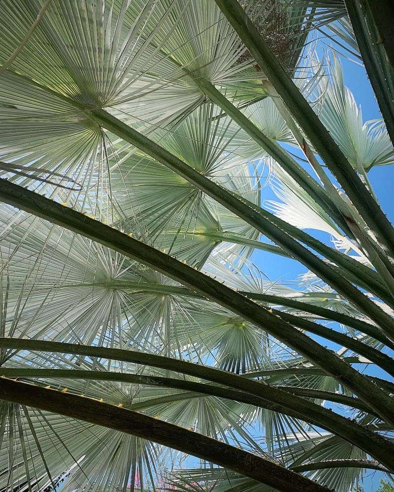 Blue Hesper Palm